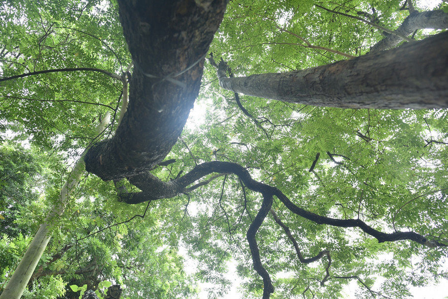 Từ đó đến nay, 3 cây sưa được người dân trông nom và chăm sóc. Hiện cây đang phát triển tốt.