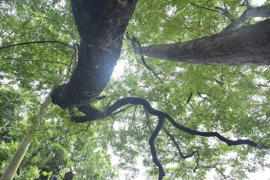 Từ đó đến nay, 3 cây sưa được người dân trông nom và chăm sóc. Hiện cây đang phát triển tốt.