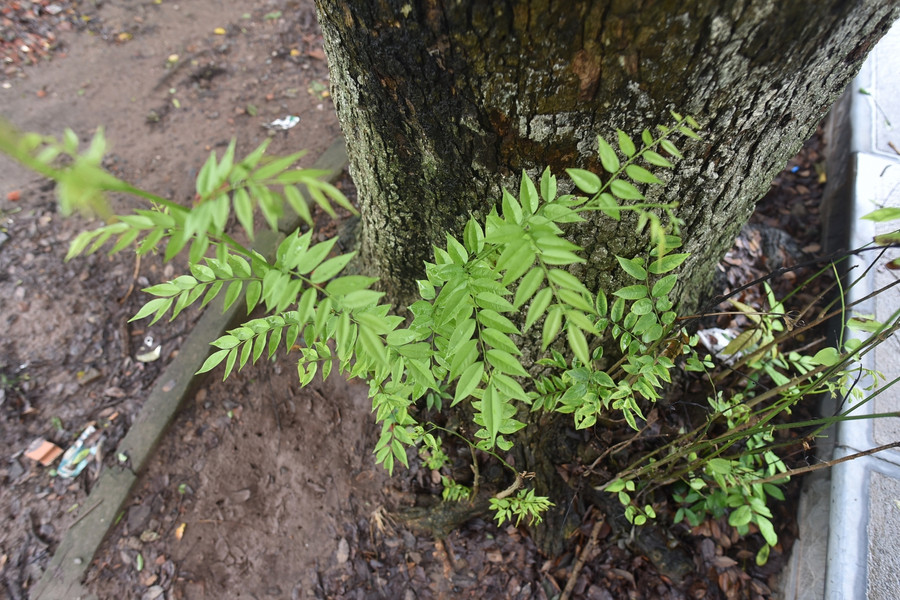 "Khối vàng lộ thiên" hàng trăm tuổi tại Hà Nội ảnh 3
