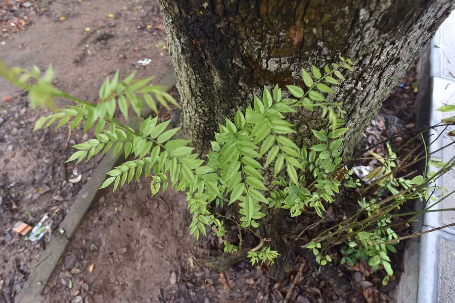 "Khối vàng lộ thiên" hàng trăm tuổi tại Hà Nội ảnh 3