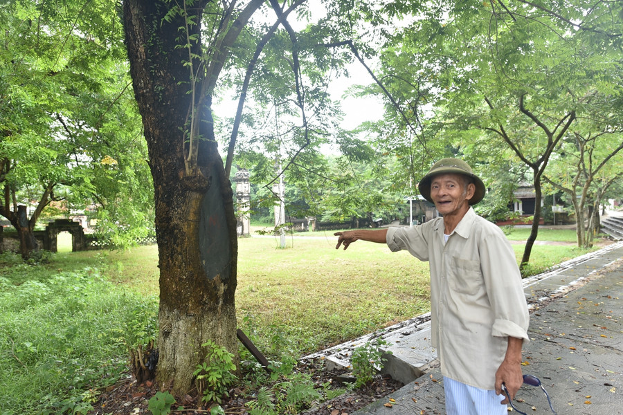 Trong số 3 cây sưa, 2 cây đang bị mục gốc và mối mọt, còn 1 cây lớn nhất phát triển rất tốt, cành lá sum suê.