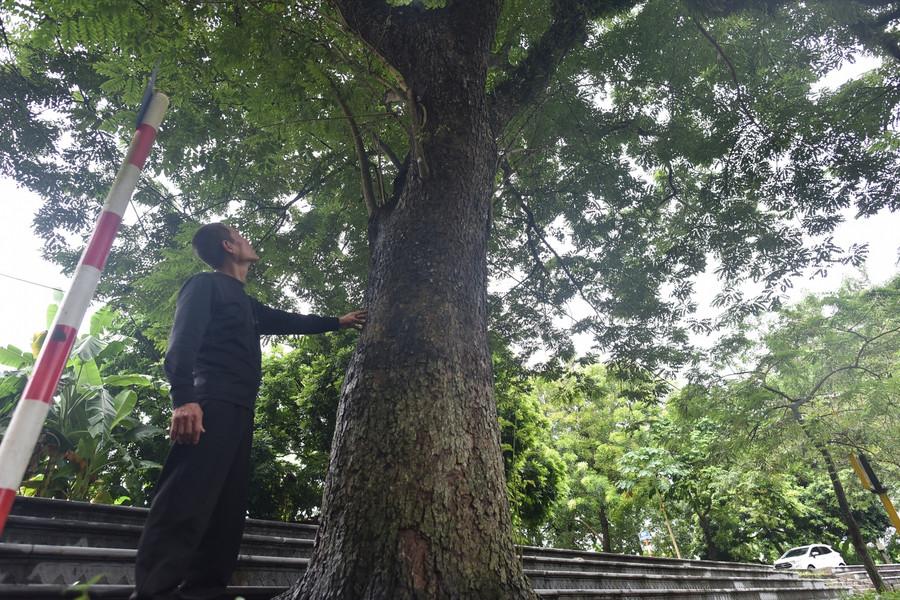 Cây sưa cổ thụ nhất được ước tính hơn 100 năm tuổi nằm ngay trước đình, có đường kính hơn 1m, cỡ hai vòng tay người lớn, cao khoảng 15m và tán lá tỏa ra rộng.