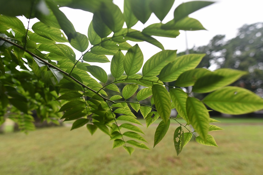 Theo ông Kỷ, cây này từng được giới kinh doanh gỗ trả giá trên 60 tỷ đồng. Tuy nhiên, do không thống nhất được giữa cơ quan chức năng và người mua nên chưa được thực hiện.