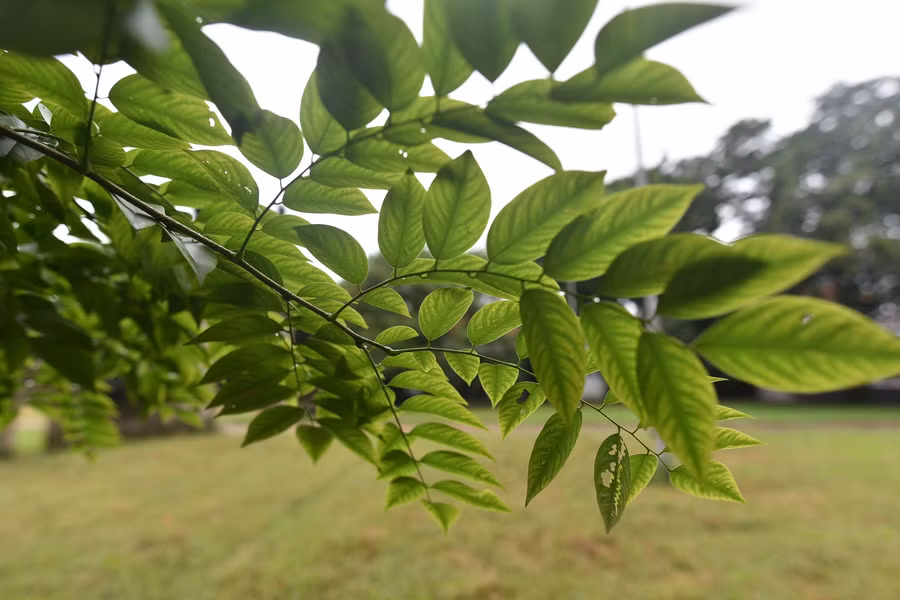 Theo ông Kỷ, cây này từng được giới kinh doanh gỗ trả giá trên 60 tỷ đồng. Tuy nhiên, do không thống nhất được giữa cơ quan chức năng và người mua nên chưa được thực hiện.