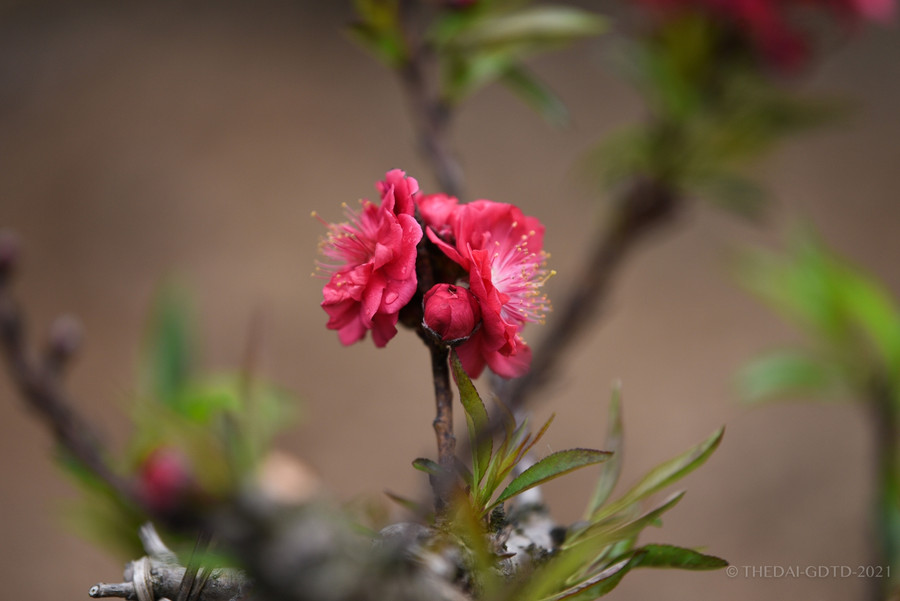 Cận cảnh đào tiến vua được trồng trong phòng điều hoà " chờ Tết" ảnh 11