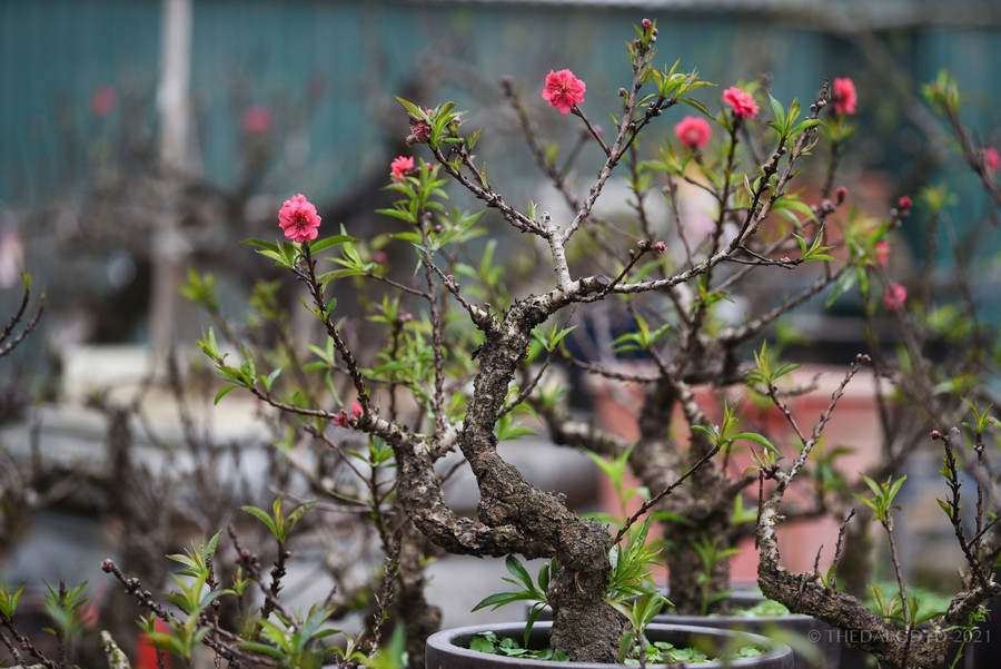 Cận cảnh đào tiến vua được trồng trong phòng điều hoà " chờ Tết" ảnh 4