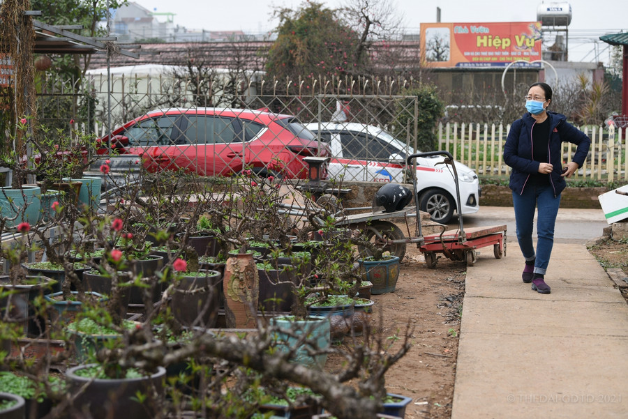 Đào Thất Thốn hay còn gọi là đào tiến vua.