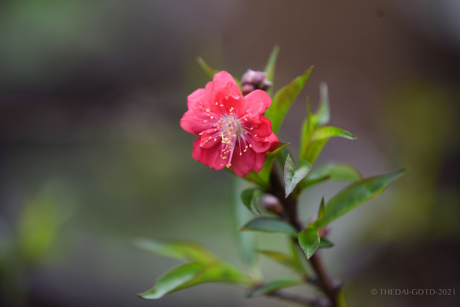 Cận cảnh đào tiến vua được trồng trong phòng điều hoà " chờ Tết" ảnh 5