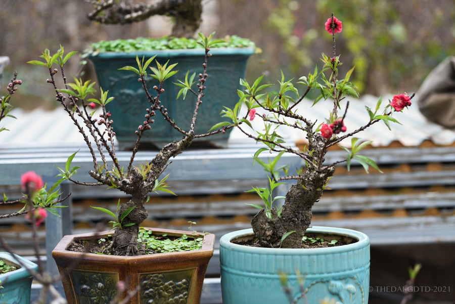 Một cây đào mini Hà Nội cao 30 - 40cm có mức giá khoảng 2.000.000 đồng - 2.500.000 đồng/chậu, với cây đào to, đẹp hơn mức giá có thể lên tới hàng chục, hàng trăm triệu đồng.