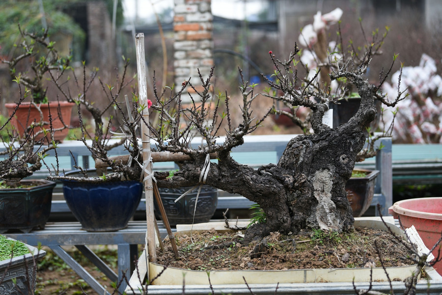 Cây đào Thất Thốn cổ thụ giá hàng trăm triệu đồng.