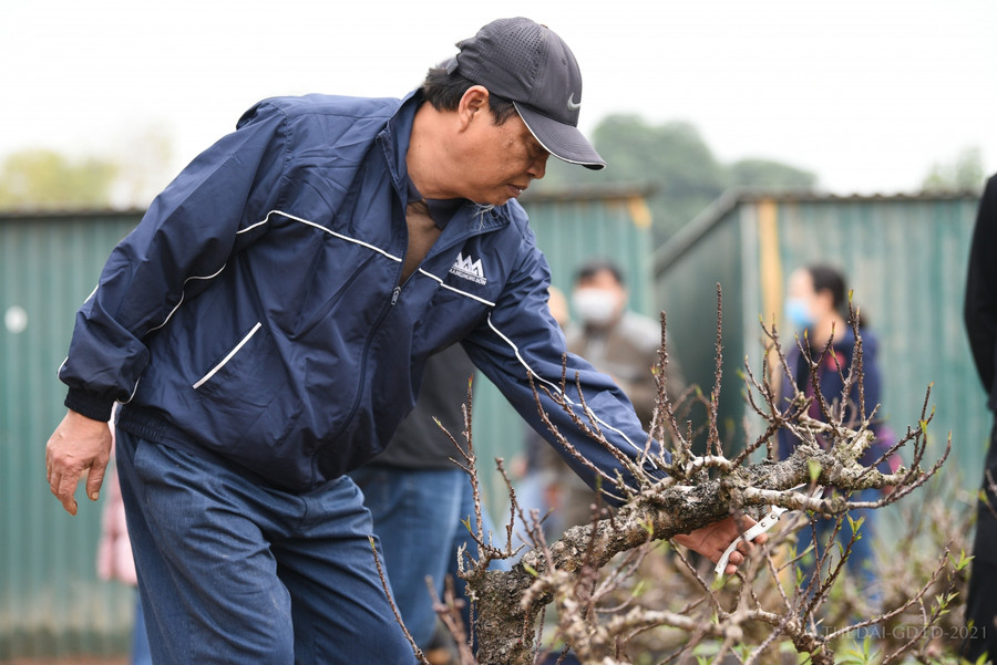 Đào Thất Thốn dáng bé nhỏ, chỉ cao chừng 1m, gốc cây xù xì, mốc meo, thân cây rắn rỏi, vào mùa đông nhìn như gốc củi mục. Vỏ cây nếu bóc ra thì tím màu mận chín chứ không có màu gỗ như các loại đào thường.