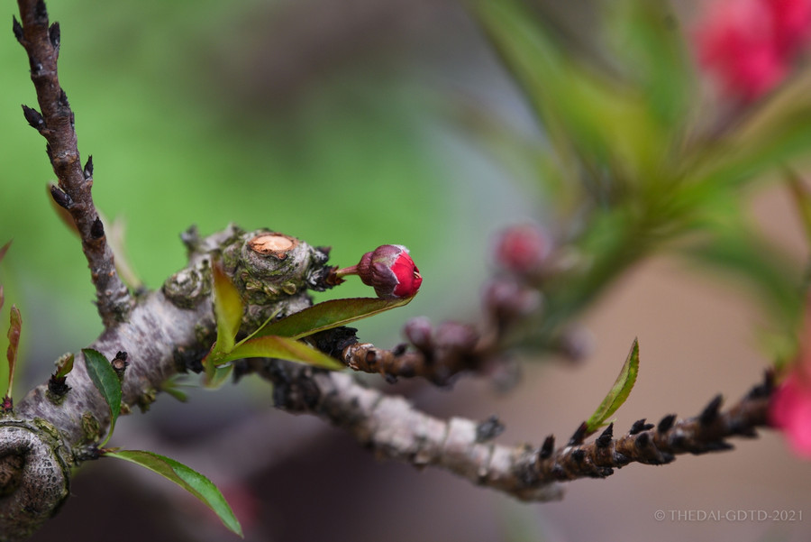 Hoa đào Thất Thốn đậm màu, không quá sẫm, nụ to, khi nở bông to, cánh kép tràn đầy sức sống. Lá, lộc đào cũng dày, xanh thẫm, mọc chìa đều ra xung quanh cành.