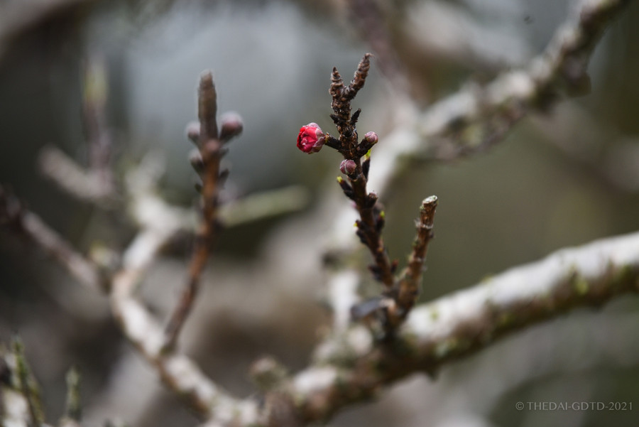 Cận cảnh đào tiến vua được trồng trong phòng điều hoà " chờ Tết" ảnh 13