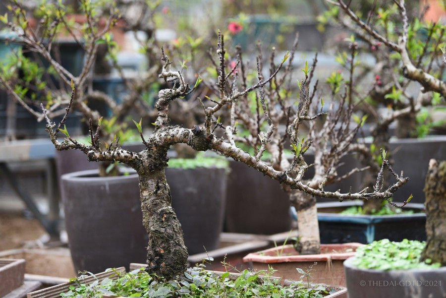 Để có được một gốc đào Thất Thốn trưởng thành có thể cho thu hoạch đẹp và đạt được hiểu quả cao nhất ước tính phải mất 10 - 12 năm chăm sóc.