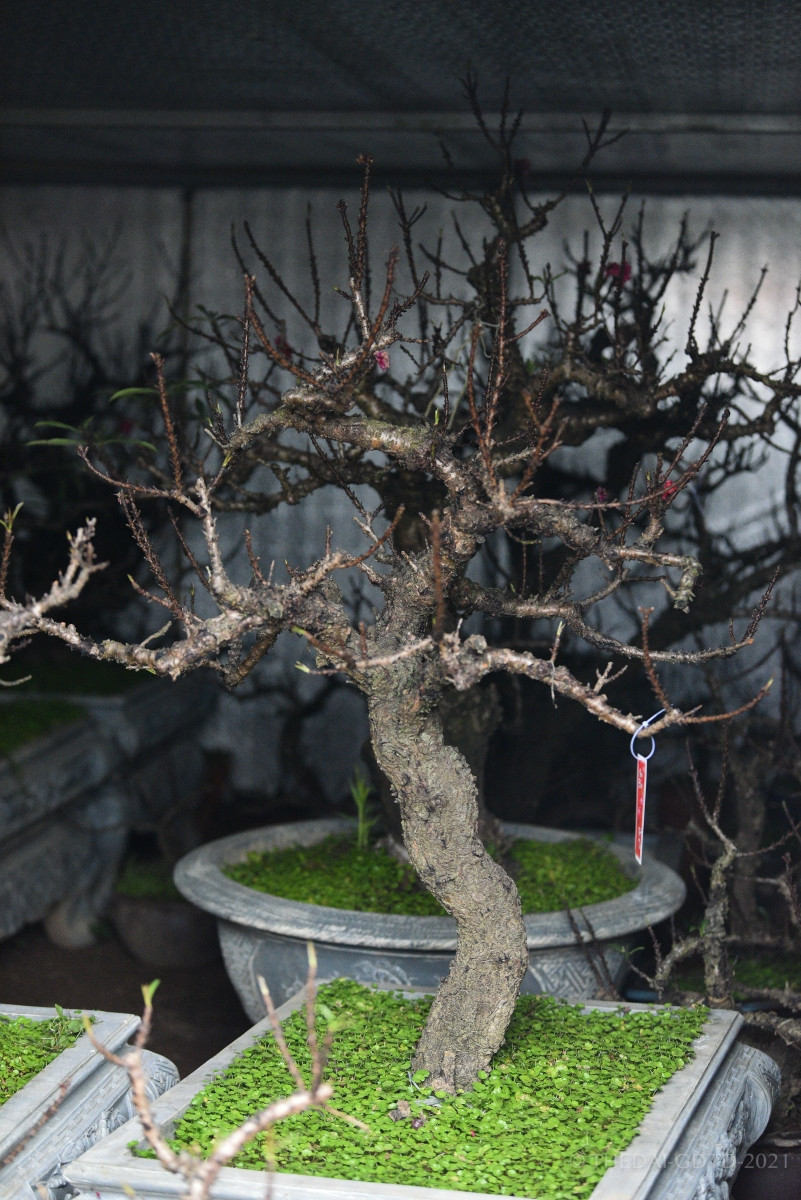 Cận cảnh đào tiến vua được trồng trong phòng điều hoà " chờ Tết" ảnh 7