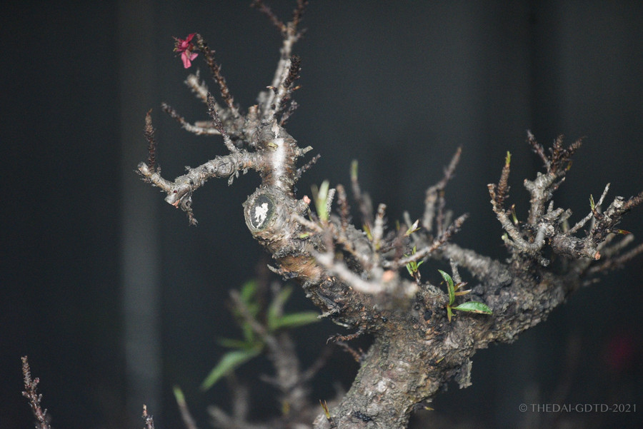 Do thời tiết nóng, lạnh thất thường, các chủ vườn đã phải di chuyển những gốc đào quý vào các buồng trang bị điều hòa để chủ động điều chỉnh nhiệt độ phù hợp, nuôi dưỡng được cây đào đạt chuẩn và cho hoa nở đúng dịp Tết nguyên đán đang cận kề.