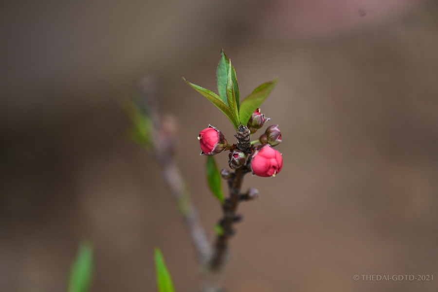 Cận cảnh đào tiến vua được trồng trong phòng điều hoà " chờ Tết" ảnh 10