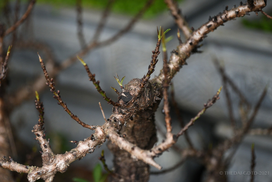 Cận cảnh đào tiến vua được trồng trong phòng điều hoà " chờ Tết" ảnh 8