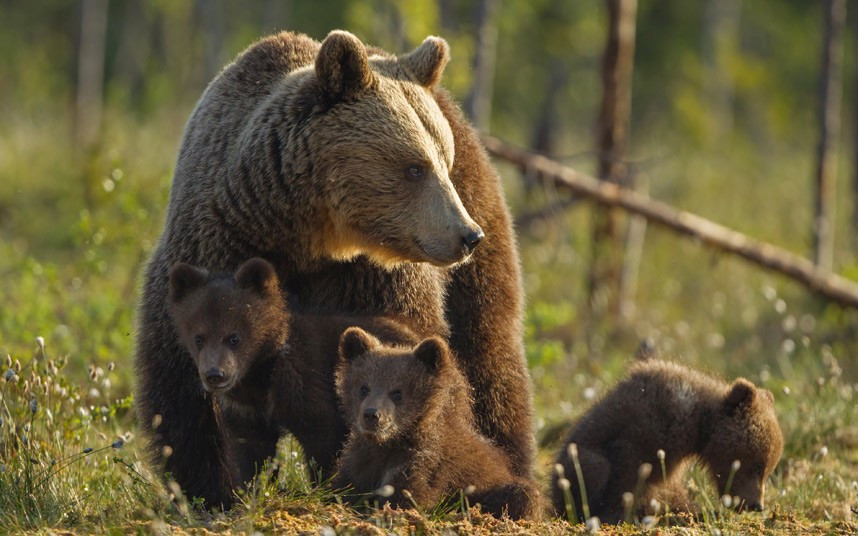 Gấu mẹ dạo chơi cùng bầy con ở Kainuu, Phần Lan A mother bear walks with her young cubs in the wilds of Kainuu, Finland