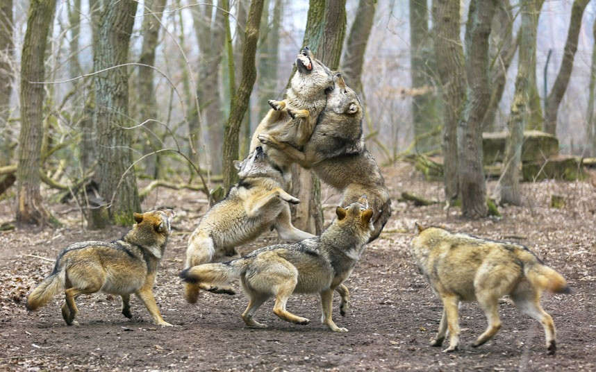 Những chú sói tranh mồi quyết liệt ở Đức Ravenous wolves jump for a piece of meat during feeding time at a sanctuary in Germany. The feeding frenzy was captured on camera by wolf-loving 16-year-old, Andre Grunewald from Duisburg.