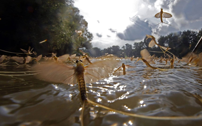 Những con phù du trên sông Tisza ở Budapest, Bulgaria trong mùa giao phối Long-tailed mayflies (Palingenia longicauda) mate on the surface of the Tisza river near Tiszainoka, 135km (84 miles) southeast of Budapest. Millions of these short-lived mayflies engage in a frantic rush to mate and reproduce before they perish in just a few hours during Tiszaviragzas or Tisza blooming season from late spring to early summer every year.
