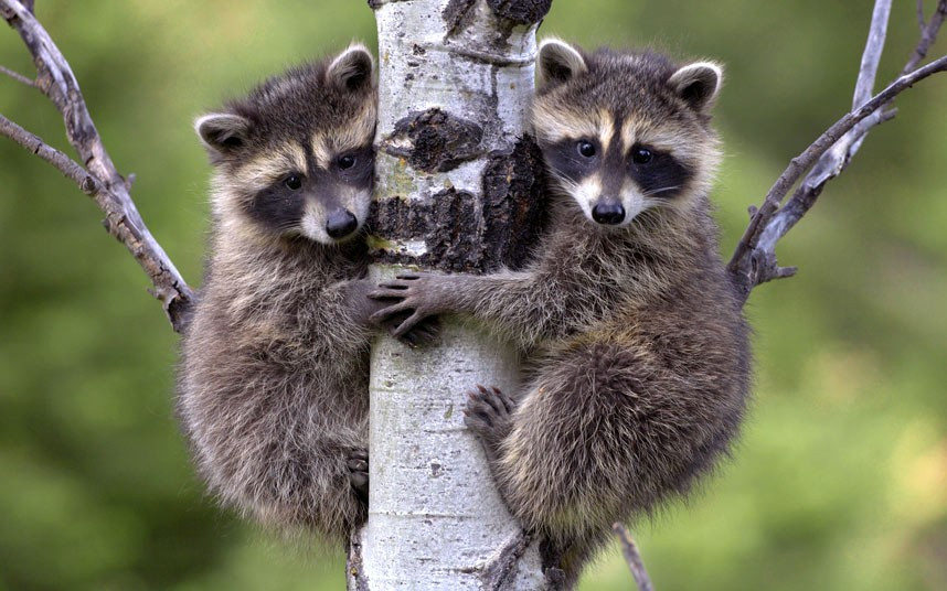 Một cặp gấu trúc Mỹ đnag leo cây ở núi Rocky, Montana A pair of raccoon babies clinging to a tree in the Rocky Mountains, Montana