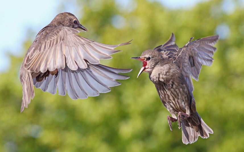 Một đôi chim đang có cuộc giao tranh ở một khu vườn nước Anh A pair of starlings fighting in photographer Steve Ward