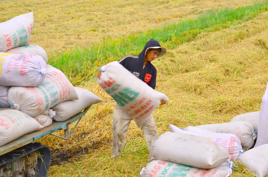 Tạm trữ lúa gạo ở ĐBSCL: Chưa biết thuộc về ai