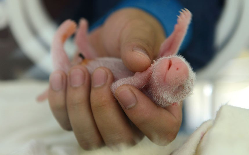 Một chú gấu trúc con vừa chào đời ở Trung Quốc A vet tends to one of the giant panda twins born to a panda named Haizi at the Wolong Nature Reserve in China
