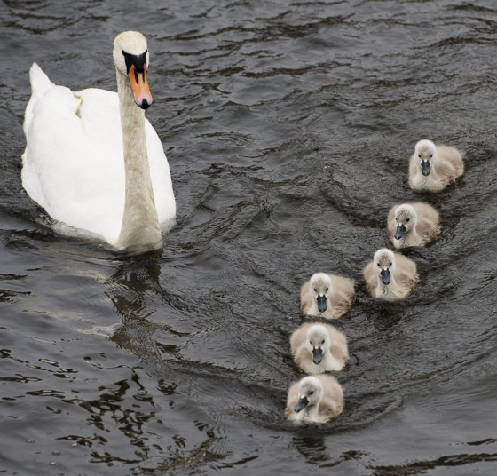 Những chú thiên nga con bơi cùng mẹ ở Stockholm, Thụy Điển Cygnets swim next to their mother in Stockholm, Sweden