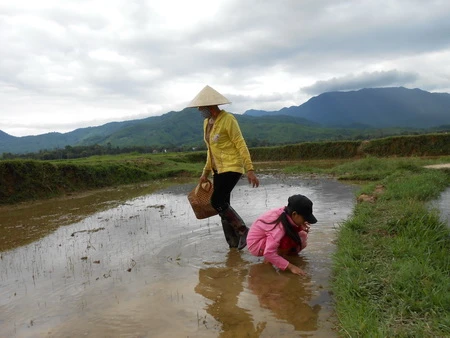 Nỗi lo ốc bươu vàng