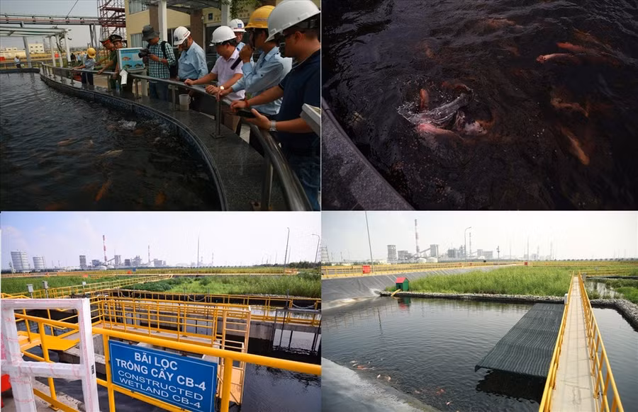 Từng đàn cá tung tăng bơi lộ tại hồ chứa, nơi có nước thải qua xử lý bằng hệ thống hồ sinh học