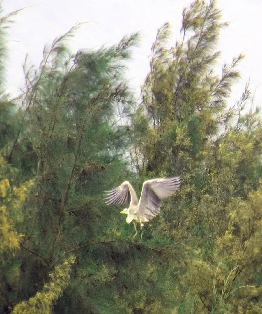 Loài chim biển thường về cư trú tại rừng phi lau