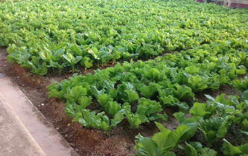 Vườn rau xanh mướt. Vườn rau xanh mướt.