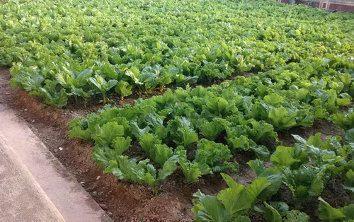 Vườn rau xanh mướt.