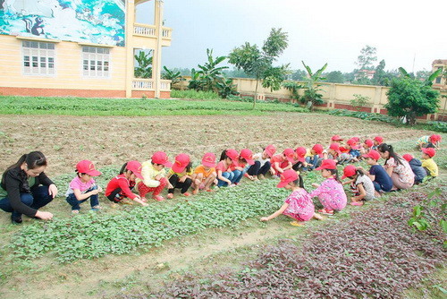 Vườn rau an toàn - sáng kiến của cô Lê Thị Thắng.