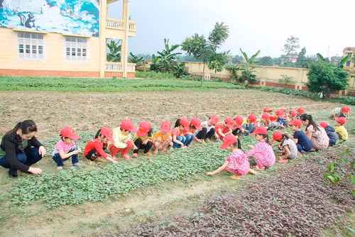 Vườn rau an toàn - sáng kiến của cô Lê Thị Thắng.