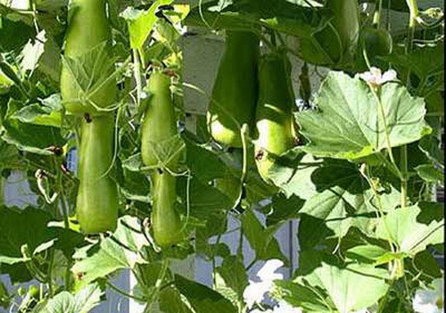 Trĩu quả Trĩu quả