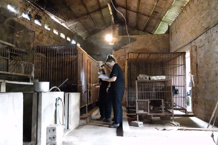 Quang cảnh trại gấu và bác sỹ kiểm tra tình trạng gấu.