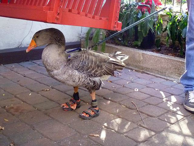 Ảnh đẹp động vật trong tuần ảnh 3 Meet Gator the goose, who wears custom sandals which were made for him by his owners so his feet don’t get sore after too much walking on concrete. Bob and Lauree Strouse designed the fancy footwear to protect his webbed feet on the pavements of St Augustine in Florida. Described as a ’rescue goose’ by his owners, Bob and Lauree picked up their pet from the side of a lake filled with hungry alligators calling him ’Gator Bait’, a name which has since been shortened.