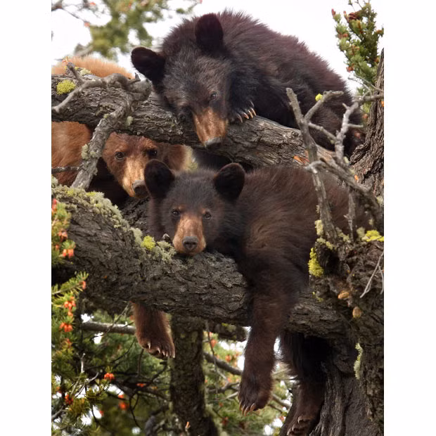 Three bear cubs relax together in a tree 40ft up in the air. A mother black bear and her four cubs were spotted by keen photographer Peter Zwiers while hiking in British Columbia, Canada. He said: 