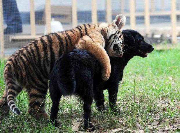 Ảnh đẹp động vật trong tuần ảnh 1 Two tiger cubs that have been nursed from birth by a surrogate dog mother are growing up fast. The two cubs, which are almost three months old, are currently being weaned onto solid food...