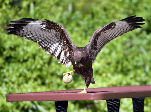 Ảnh đẹp động vật trong tuần ảnh 4 A young red-tailed hawk shows off its skills as it plays with a tennis ball. Photographer Steve Shinn watched as the bird spent over an hour messing around with a discarded tennis ball in Huntington Beach, California. He almost didn’t get the shots - as he was laughing too hard. He explains: