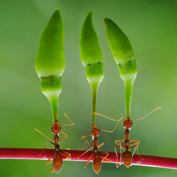 Hard-working ants lift huge chilli peppers over their heads as they march along on their hind legs towards their nest. The scene was captured by keen photographer Yahya Taufikurrahman, 21, at his home in South Kalimantan, Indonesia.