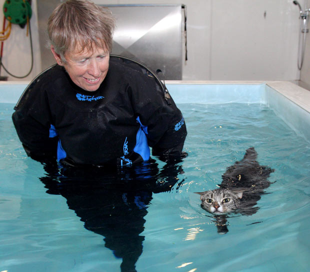 Những hình ảnh ấn tượng trong tuần ảnh 2 Ros Boisseau leads Mog the cat through a swimming session at Hawksland hydrotherapy pool, near Wadebridge, Cornwall. A cat that was left with both front legs completely paralysed following a horrific car accident is learning to walk again - by taking swimming lessons. Mog sustained horrific injuries and spent six weeks on a drip after a car smashed into him in a hit-and-run incident in February. A local vet suggested that hydrotherapy classes - usually for water-loving dogs - could help relieve his pain and Mrs Ashworth decided to take him for a session. Mog initially