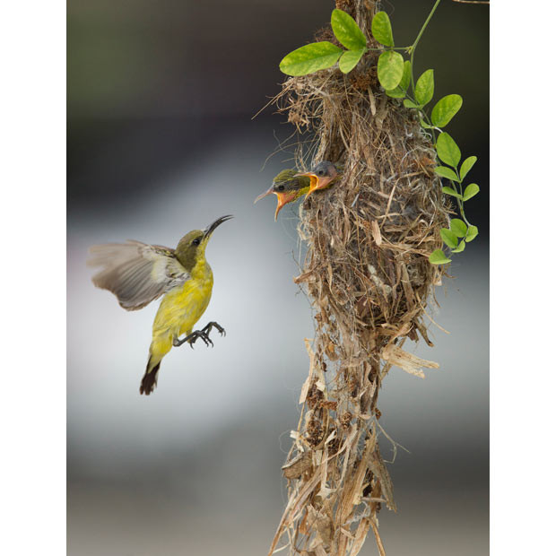 Ảnh đẹp động vật trong tuần ảnh 6 A female olive-backed sunbird feeds her babies in Banting, on the outskirts of Kuala Lumpur, Malaysia