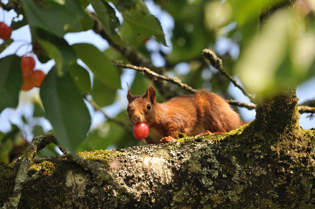 Ảnh đẹp động vật trong tuần ảnh 8 Caroline Broad sent us this photograph she took of a red squirrel gorging itself on cherries in her garden
