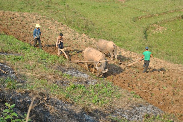 Hai anh em Giàng A Dua đang vật lộn trên thửa ruộng nhà mình