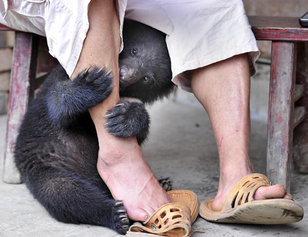 Những hình ảnh ấn tượng trong tuần ảnh 3 A bear cub hides behind farmer Tian Shougui’s legs in Yukong village, Yibin city, Sichuan province, China. The farmer has been taking care of twin black bears at his house since he found them on his farm in April. One is male, the other is female. The twins have fully recovered with the loving care from their adoptive