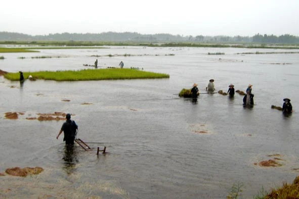 Đồng Tháp: Sét đánh 3 người thương vong